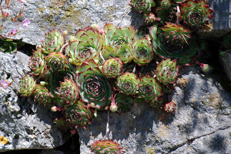 Sempervivum tectorum